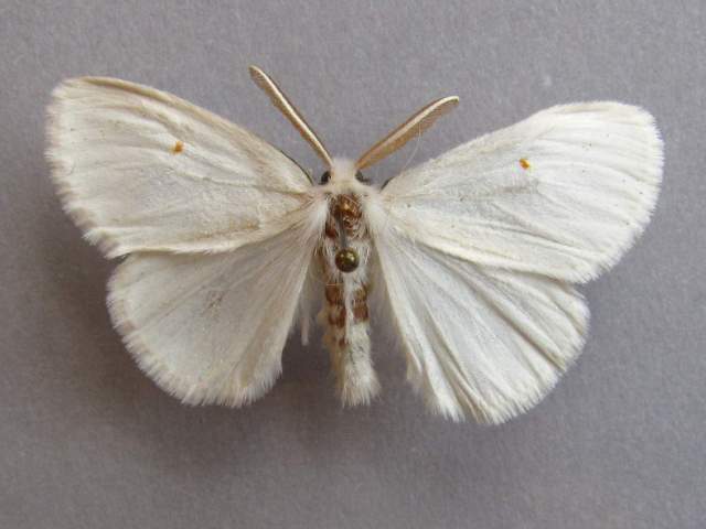 Pteredoa monosticta